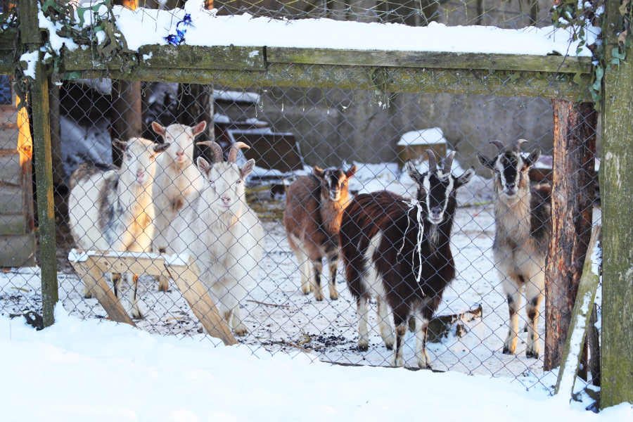 goats winter